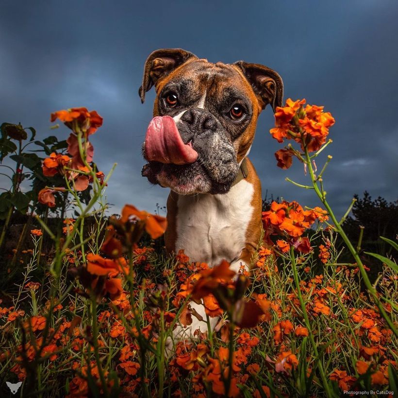 Блог - Фотограф из США делает потрясающие портреты собак по всему миру Фотограф из США делает потрясающие портреты собак по всему миру