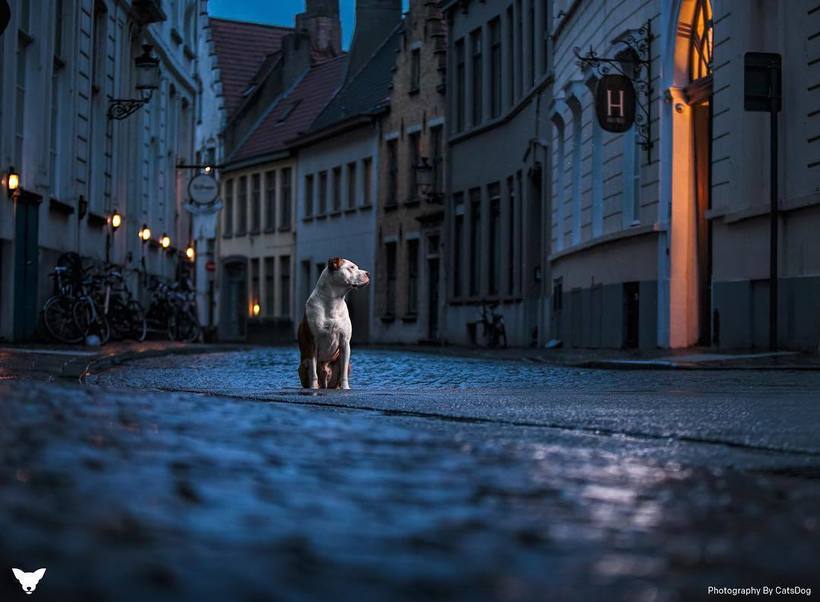 Блог - Фотограф из США делает потрясающие портреты собак по всему миру Фотограф из США делает потрясающие портреты собак по всему миру