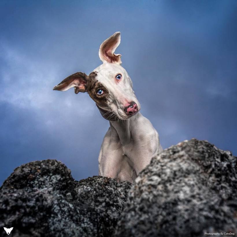 Блог - Фотограф из США делает потрясающие портреты собак по всему миру Фотограф из США делает потрясающие портреты собак по всему миру