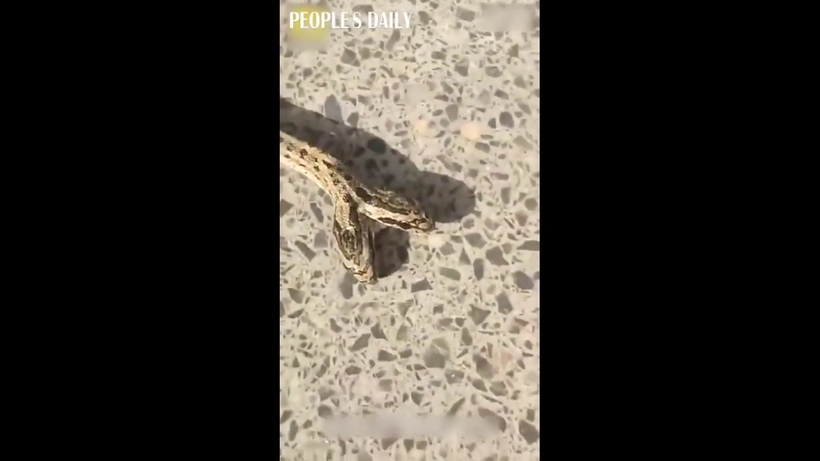 Блог - Фермер снял на видео двухголовую змею, которая заползла к нему во двор Фермер снял на видео двухголовую змею, которая заползла к нему во двор