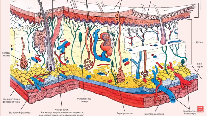 Удивительные органы чувств в человеческом организме, о которых мы даже не задумываемся