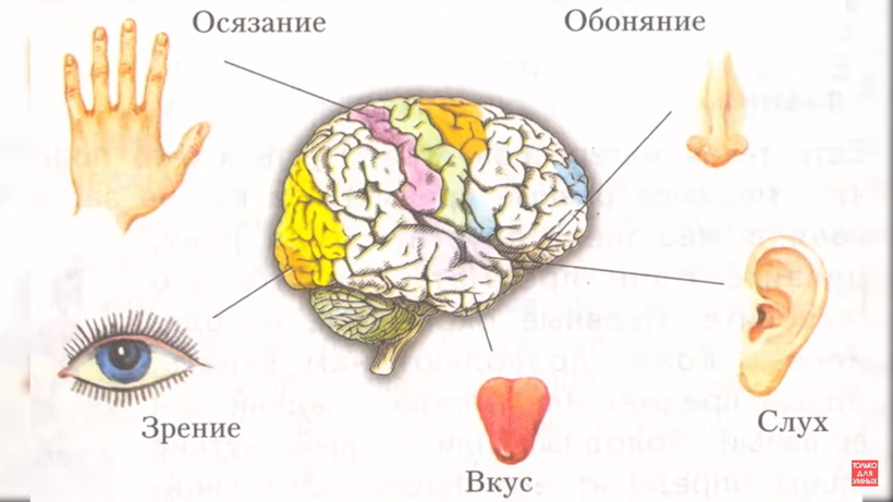 Удивительные органы чувств в человеческом организме, о которых мы даже не задумываемся