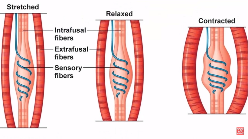 Удивительные органы чувств в человеческом организме, о которых мы даже не задумываемся