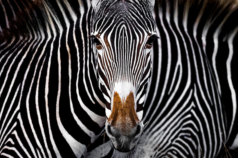 Блог - 15 неотразимых снимков, победивших в конкурсе фотографии Nature Conservancy 15 неотразимых снимков, победивших в конкурсе фотографии Nature Conservancy