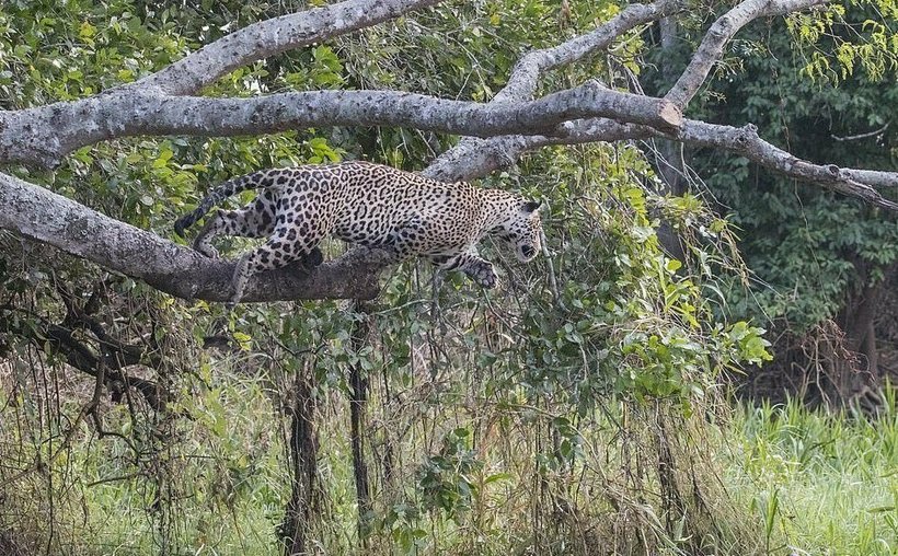 Ягуар прыгает с дерева прямо на спину крокодила