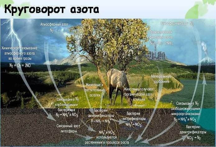 Блог - Лес не панацея: почему посадка деревьев не спасет планету от глобального потепления Лес не панацея: почему посадка деревьев не спасет планету от глобального потепления
