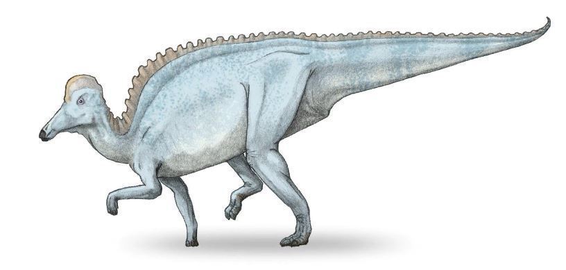 Россия — родина динозавров: какие виды обитали в нашей стране