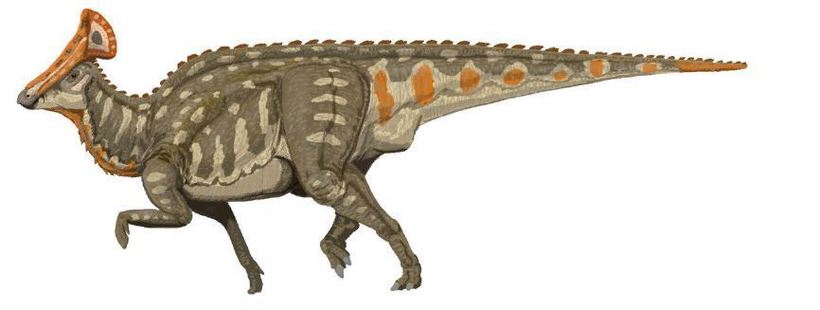 Россия — родина динозавров: какие виды обитали в нашей стране