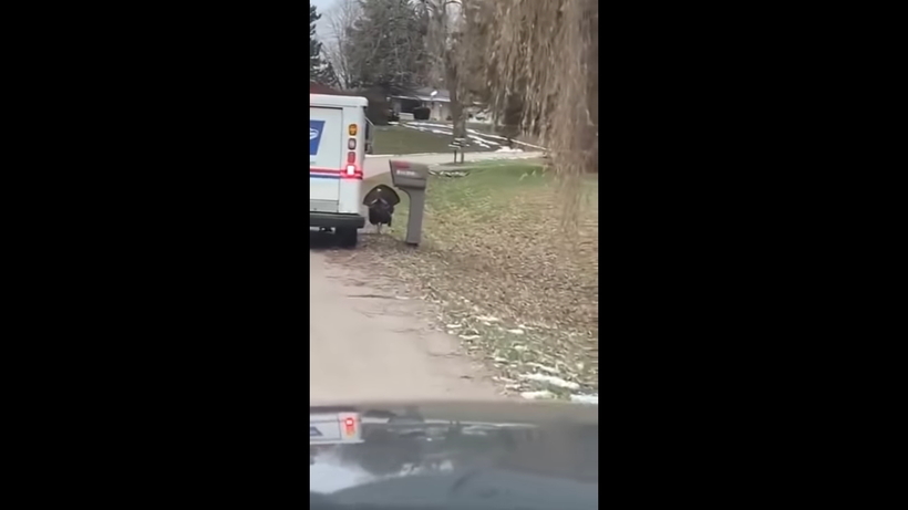 Блог - Видео: Каждый день в течение месяца индюк преследует почтальона Видео: Каждый день в течение месяца индюк преследует почтальона