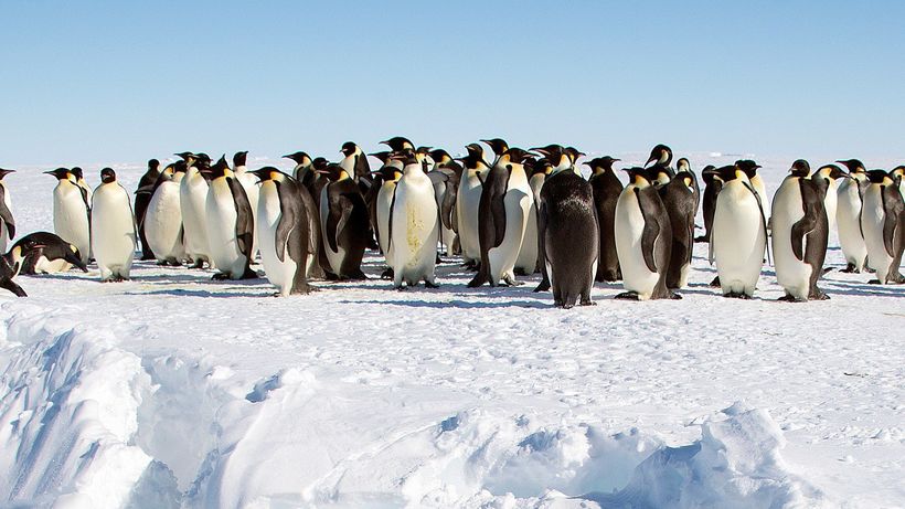 Ученые предсказывают, что императорские пингвины могут исчезнуть уже через 80 лет