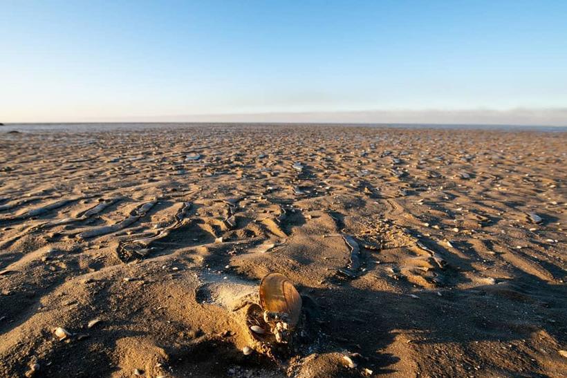 Блог - Залив Азовского моря обмелел на несколько дней, превратившись в пустыню Залив Азовского моря обмелел на несколько дней, превратившись в пустыню