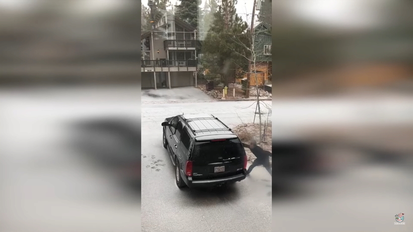 Блог - Видео: Медведь залез в салон авто на глазах у владельцев, но не смог выбраться обратно Видео: Медведь залез в салон авто на глазах у владельцев, но не смог выбраться обратно