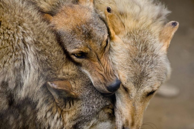 Блог - 13 фото, демонстрирующих, что животные умеют любить не менее искренне, чем люди 13 фото, демонстрирующих, что животные умеют любить не менее искренне, чем люди