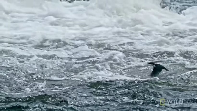 Блог - Видео: Птицы летают сквозь водопад Видео: Птицы летают сквозь водопад