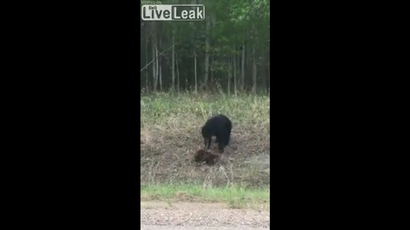 Блог - Очевидец снял на видео драку медведя с бобром Очевидец снял на видео драку медведя с бобром