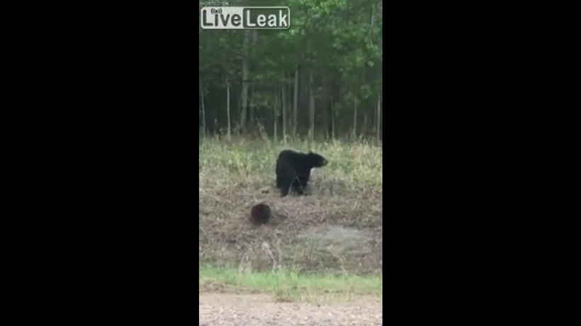Блог - Очевидец снял на видео драку медведя с бобром Очевидец снял на видео драку медведя с бобром