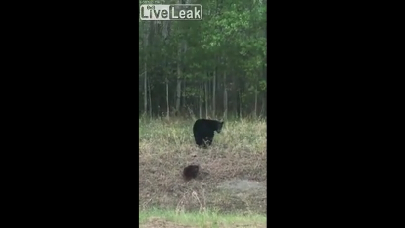 Блог - Очевидец снял на видео драку медведя с бобром Очевидец снял на видео драку медведя с бобром