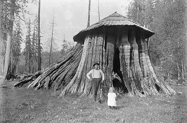 Блог - Удивительные старинные фото домов США, расположенных внутри массивных пней Удивительные старинные фото домов США, расположенных внутри массивных пней