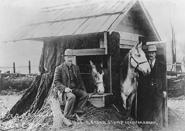 Блог - Удивительные старинные фото домов США, расположенных внутри массивных пней Удивительные старинные фото домов США, расположенных внутри массивных пней