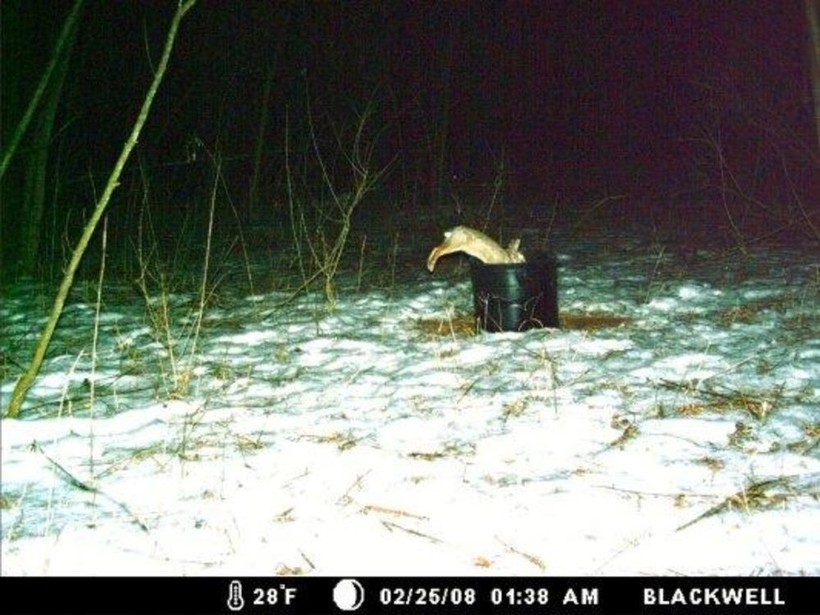 Блог - 15 кадров, на которых фотоловушки застукали диких зверей за очень странными занятиями 15 кадров, на которых фотоловушки застукали диких зверей за очень странными занятиями
