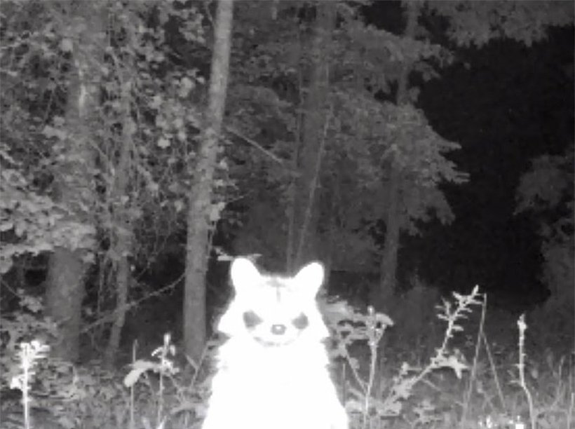 Блог - 15 кадров, на которых фотоловушки застукали диких зверей за очень странными занятиями 15 кадров, на которых фотоловушки застукали диких зверей за очень странными занятиями