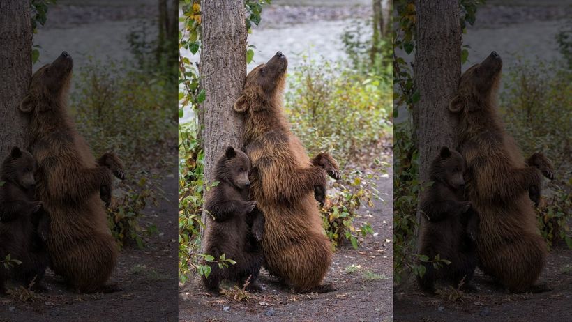 Блог - Фотограф сделала очаровательные снимки, как медведица учит медвежонка чесать спину Фотограф сделала очаровательные снимки, как медведица учит медвежонка чесать спину