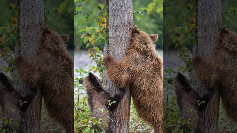 Блог - Фотограф сделала очаровательные снимки, как медведица учит медвежонка чесать спину Фотограф сделала очаровательные снимки, как медведица учит медвежонка чесать спину