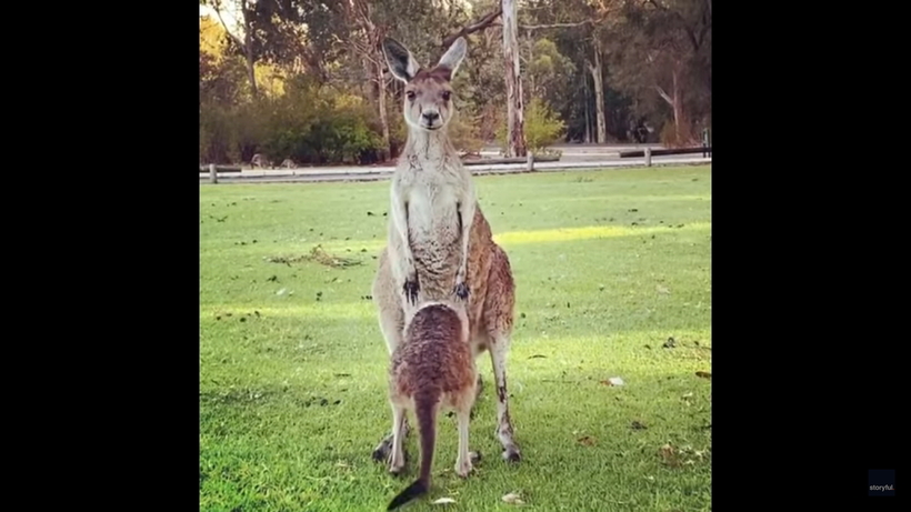 Видео: Малыш-кенгуру уже вырос, но все еще думает, что сможет влезть к маме в сумку