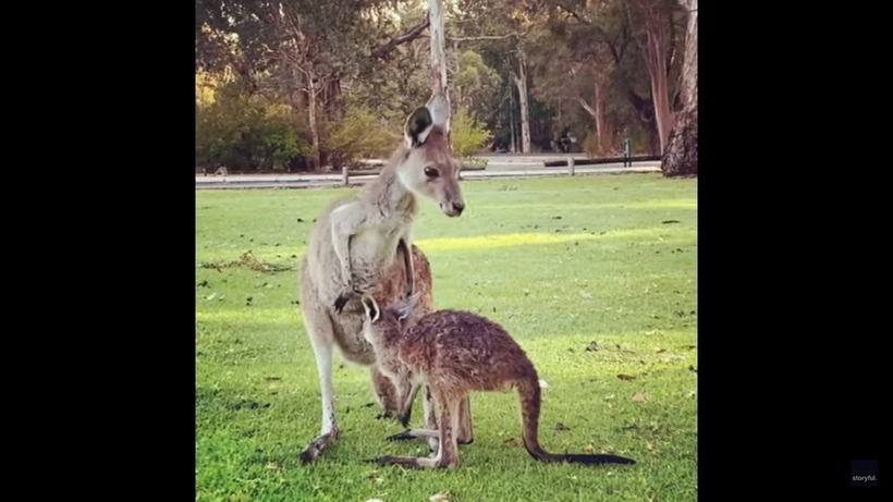 Видео: Малыш-кенгуру уже вырос, но все еще думает, что сможет влезть к маме в сумку