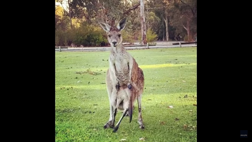 Видео: Малыш-кенгуру уже вырос, но все еще думает, что сможет влезть к маме в сумку