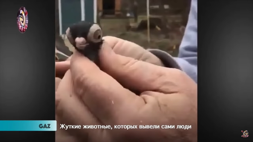 Блог - Видео: Пугающие животные, которых вывели сами люди Видео: Пугающие животные, которых вывели сами люди