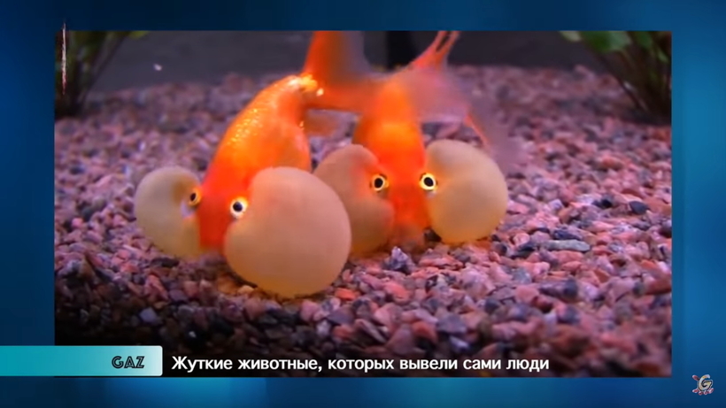Блог - Видео: Пугающие животные, которых вывели сами люди Видео: Пугающие животные, которых вывели сами люди