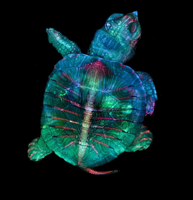 Блог - Лучшие работы с конкурса Nikon Small World Photomicrography Лучшие работы с конкурса Nikon Small World Photomicrography