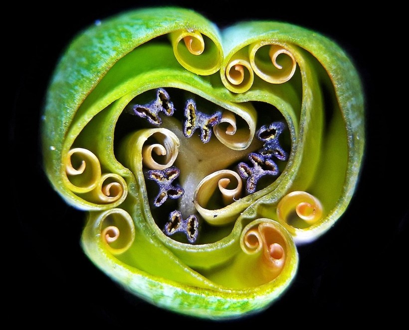 Блог - Лучшие работы с конкурса Nikon Small World Photomicrography Лучшие работы с конкурса Nikon Small World Photomicrography
