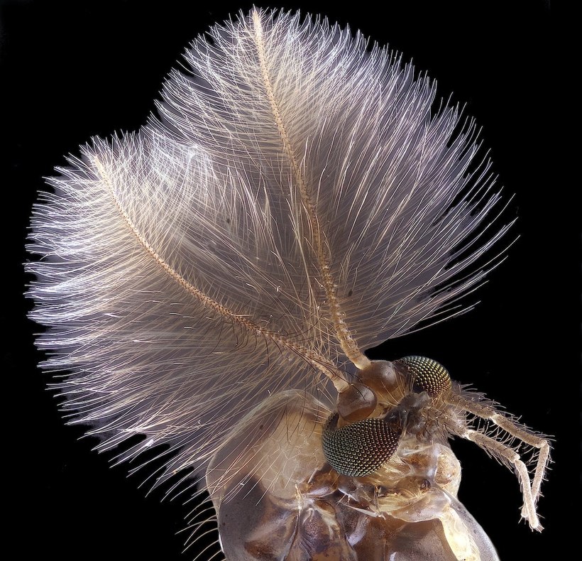 Блог - Лучшие работы с конкурса Nikon Small World Photomicrography Лучшие работы с конкурса Nikon Small World Photomicrography