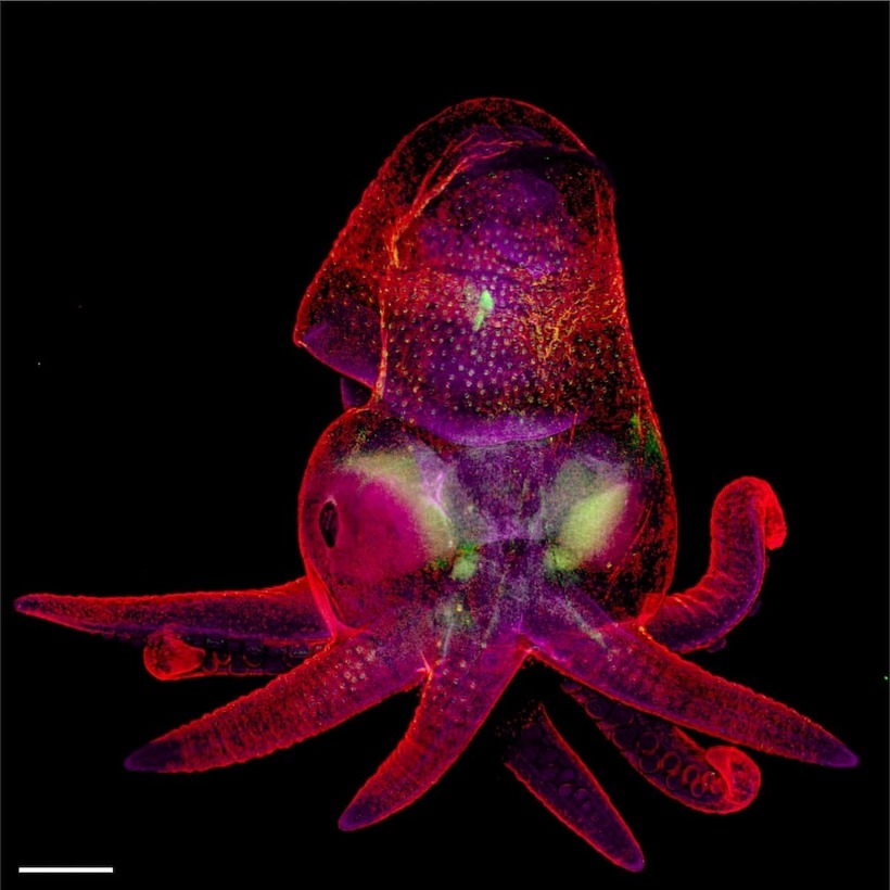 Блог - Лучшие работы с конкурса Nikon Small World Photomicrography Лучшие работы с конкурса Nikon Small World Photomicrography
