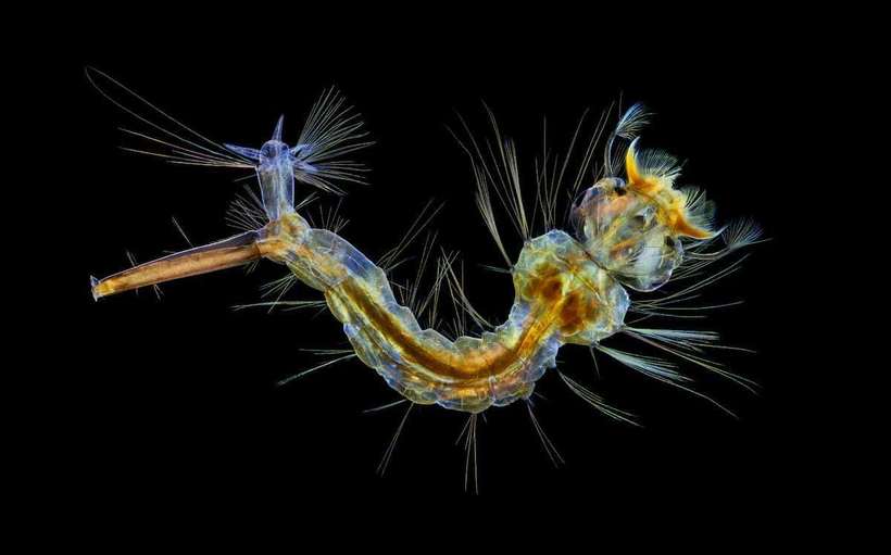 Блог - Лучшие работы с конкурса Nikon Small World Photomicrography Лучшие работы с конкурса Nikon Small World Photomicrography