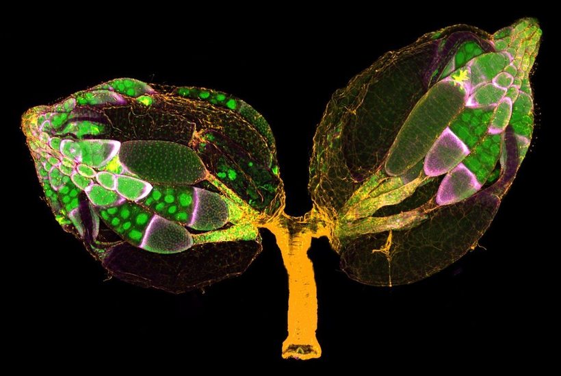 Блог - Лучшие работы с конкурса Nikon Small World Photomicrography Лучшие работы с конкурса Nikon Small World Photomicrography