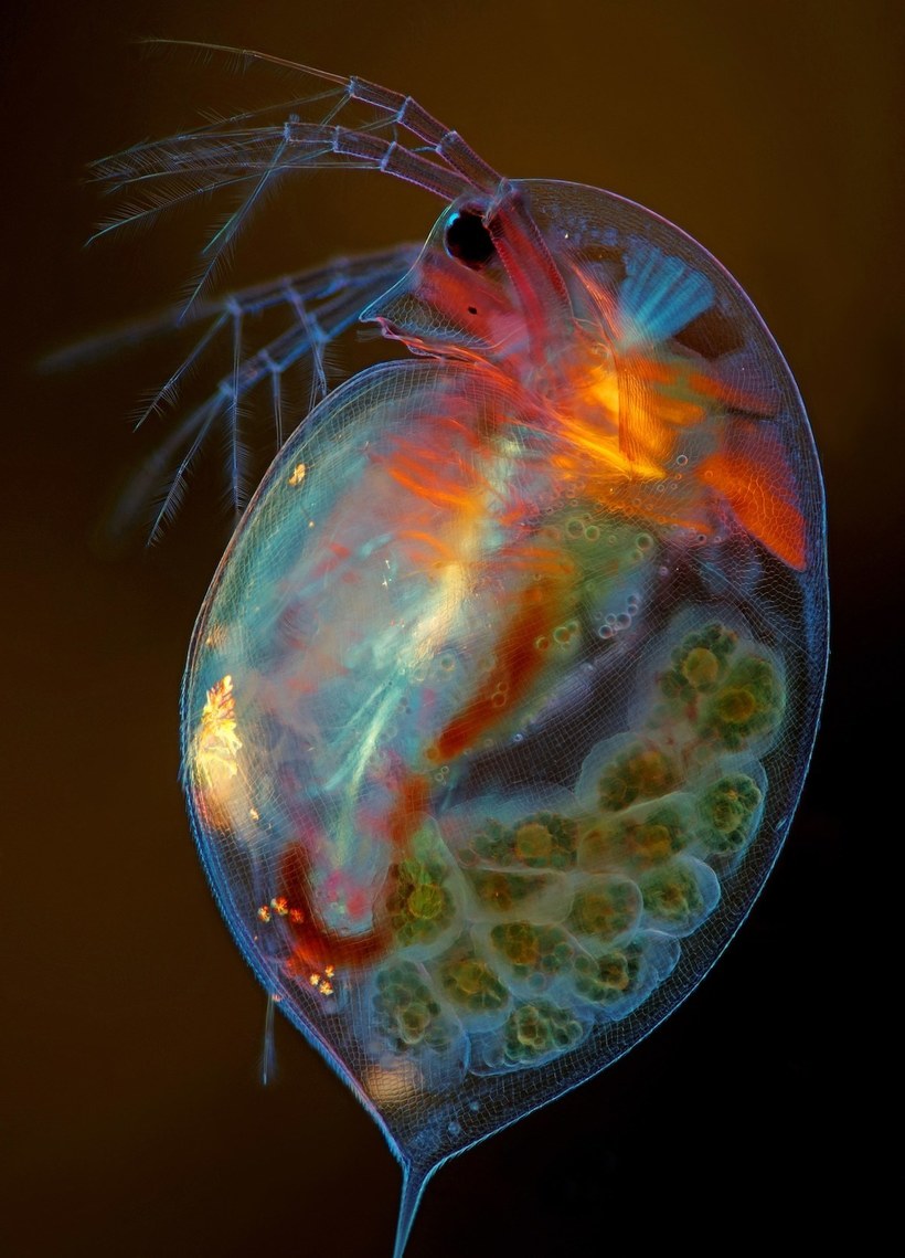 Блог - Лучшие работы с конкурса Nikon Small World Photomicrography Лучшие работы с конкурса Nikon Small World Photomicrography