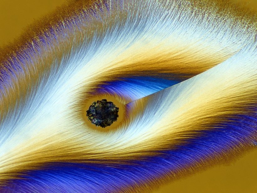 Блог - Лучшие работы с конкурса Nikon Small World Photomicrography Лучшие работы с конкурса Nikon Small World Photomicrography
