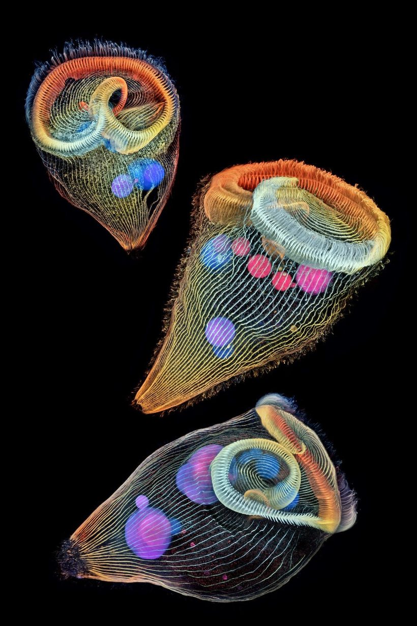 Блог - Лучшие работы с конкурса Nikon Small World Photomicrography Лучшие работы с конкурса Nikon Small World Photomicrography