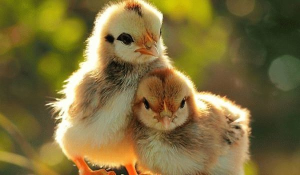 Блог - О них ходили легенды: инкубаторы для яиц, которые используют со времен Древнего Египта О них ходили легенды: инкубаторы для яиц, которые используют со времен Древнего Египта