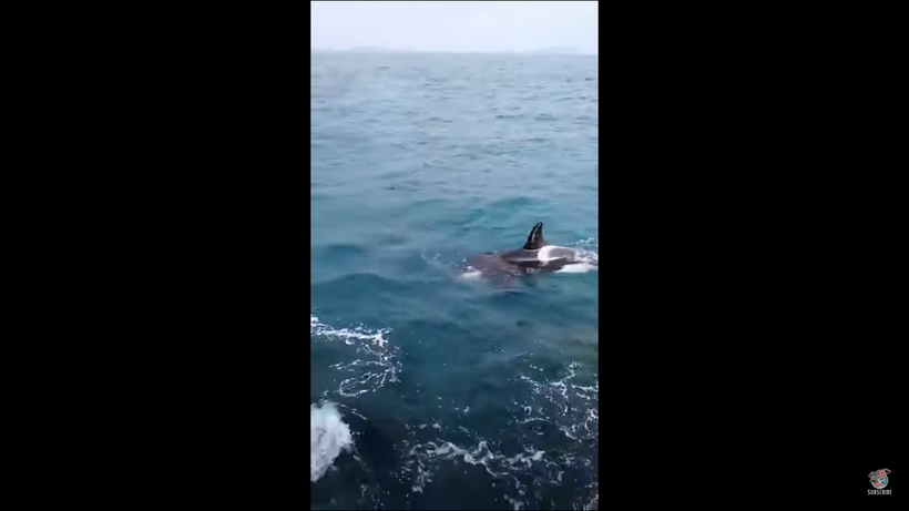 Блог - Видео: Косатки в погоне за скатом подошли очень близко к рыбакам Видео: Косатки в погоне за скатом подошли очень близко к рыбакам