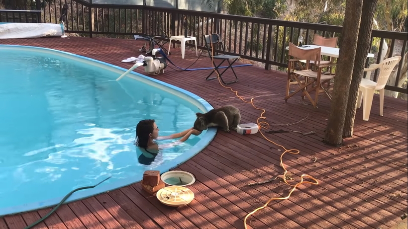 Блог - Видео: Коала отблагодарила давшую ей воды девушку поцелуем Видео: Коала отблагодарила давшую ей воды девушку поцелуем