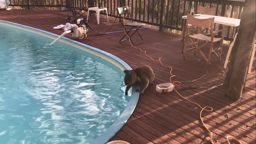 Блог - Видео: Коала отблагодарила давшую ей воды девушку поцелуем Видео: Коала отблагодарила давшую ей воды девушку поцелуем