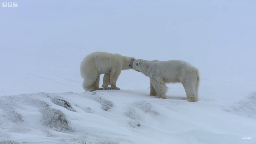 Блог - Видео: BBC сняли на видео игры полярных медведей Видео: BBC сняли на видео игры полярных медведей