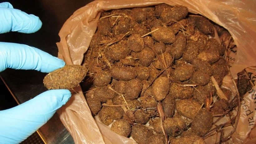 Блог - 10 странных вещей, которые взяли с собой на борт американские пассажиры в прошлом году 10 странных вещей, которые взяли с собой на борт американские пассажиры в прошлом году