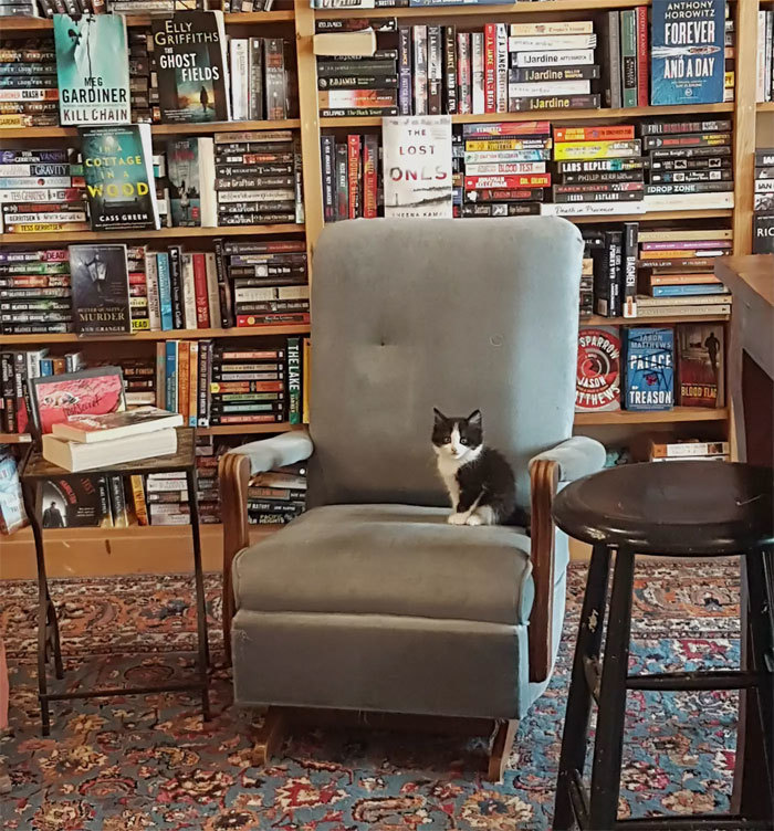 Блог - Уникальный книжный магазин в Канаде, где живут коты, которых можно забрать домой Уникальный книжный магазин в Канаде, где живут коты, которых можно забрать домой