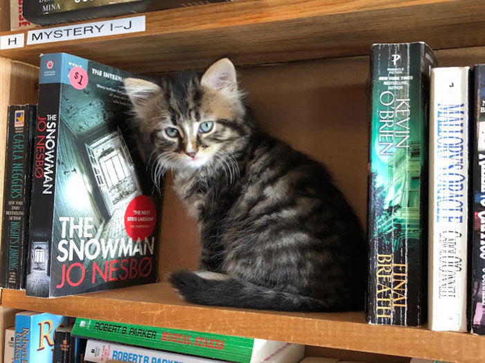 Блог - Уникальный книжный магазин в Канаде, где живут коты, которых можно забрать домой Уникальный книжный магазин в Канаде, где живут коты, которых можно забрать домой