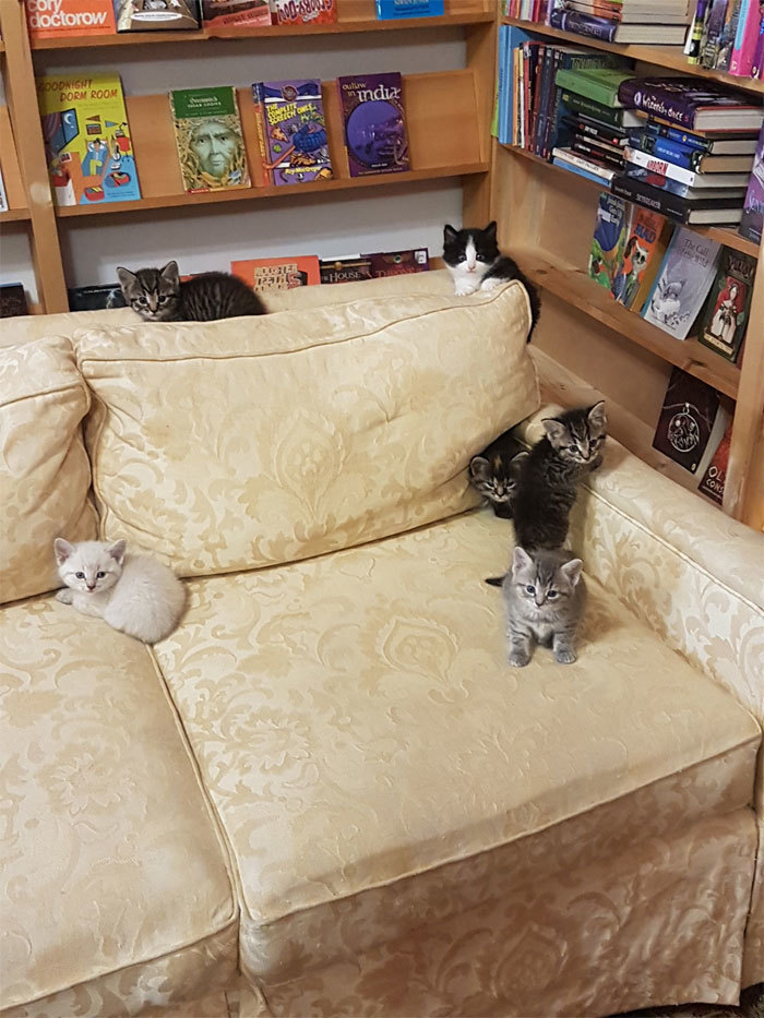 Блог - Уникальный книжный магазин в Канаде, где живут коты, которых можно забрать домой Уникальный книжный магазин в Канаде, где живут коты, которых можно забрать домой